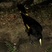 Yellow-rumped Cacique